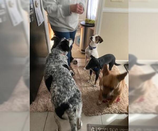 Medium Photo #6 Beagle-Unknown Mix Puppy For Sale in Coventry, CT, USA