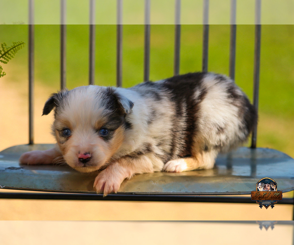 Medium Photo #20 Miniature Australian Shepherd Puppy For Sale in GRANBURY, TX, USA