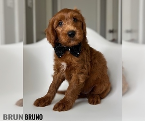 Goldendoodle Puppy for sale in ORANGE PARK, FL, USA