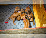 Small #32 Rhodesian Ridgeback