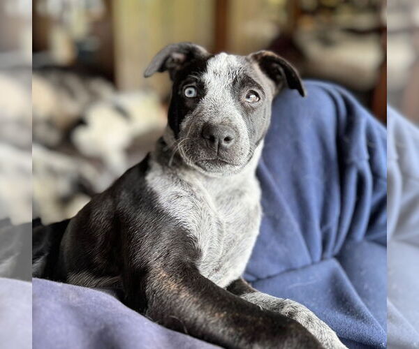 Medium Photo #1 Dutch Shepherd -Unknown Mix Puppy For Sale in Springdale, PA, USA