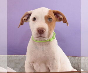 American Bulldog-Unknown Mix Dogs for adoption in Sheridan, CO, USA