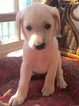 Small Photo #1 Goldendoodle Puppy For Sale in VERMILION, OH, USA