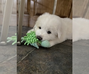 Great Pyrenees Puppy for sale in GATE CITY, VA, USA