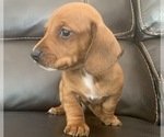 Small Photo #4 Dachshund Puppy For Sale in GRANBY, CT, USA