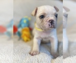 Puppy Jordon Faux Frenchbo Bulldog
