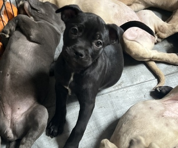 Medium Photo #4 Cane Corso-French Bulldog Mix Puppy For Sale in BIRDSBORO, PA, USA