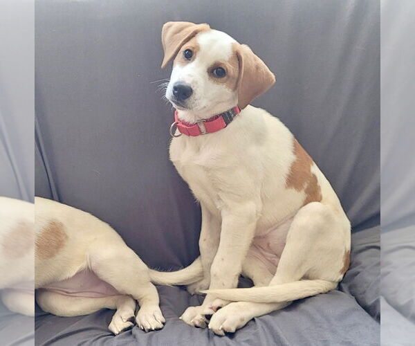 Medium Photo #5 Mutt Puppy For Sale in Canton, CT, USA