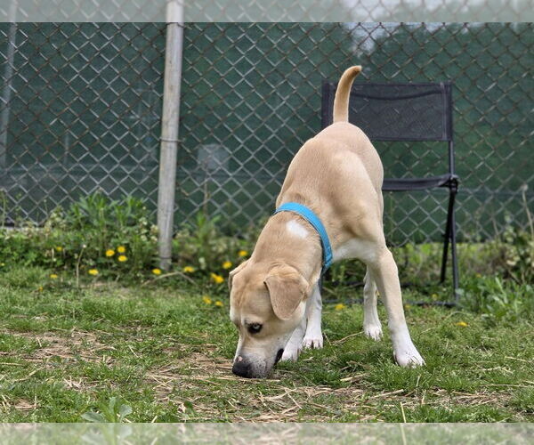 Medium Photo #2 Sheprador Puppy For Sale in Evansville, IN, USA