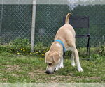 Small #1 Sheprador