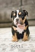 Small Photo #1 Olde English Bulldogge Puppy For Sale in CALDWELL, ID, USA