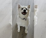 Small #2 American Eskimo Dog