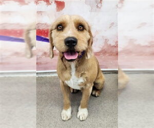 Mutt Dogs for adoption in San Bernardino, CA, USA