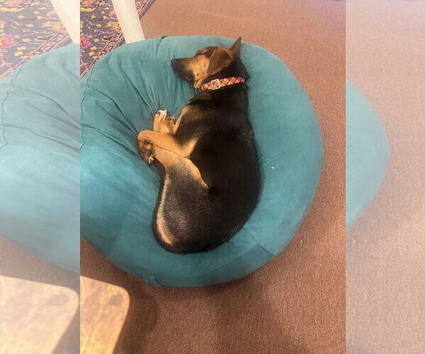 Medium Photo #7 Mutt Puppy For Sale in Rockaway, NJ, USA