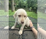 Small #4 Labrador Retriever