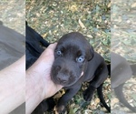 Small Photo #12 Labrador Retriever Puppy For Sale in HOWELL, NJ, USA