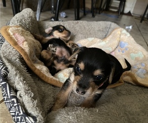 Chorkie Puppy for sale in BAKERSFIELD, CA, USA
