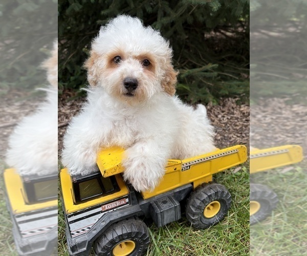 Medium Photo #2 Havapoo Puppy For Sale in MIDDLEBURY, IN, USA