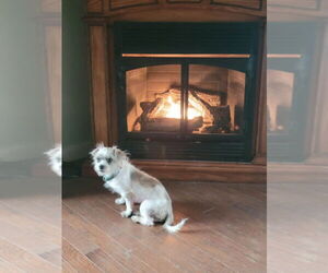 Mutt Dogs for adoption in Candler, NC, USA