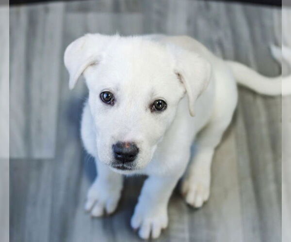 Medium Photo #5 Great Pyrenees-Unknown Mix Puppy For Sale in OKLAHOMA CITY, OK, USA