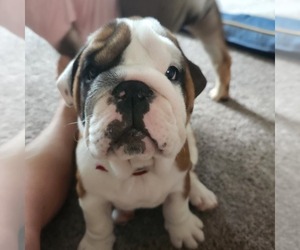 English Bulldog Puppy for sale in SANFORD, MI, USA