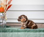 Puppy Fletcher Dachshund