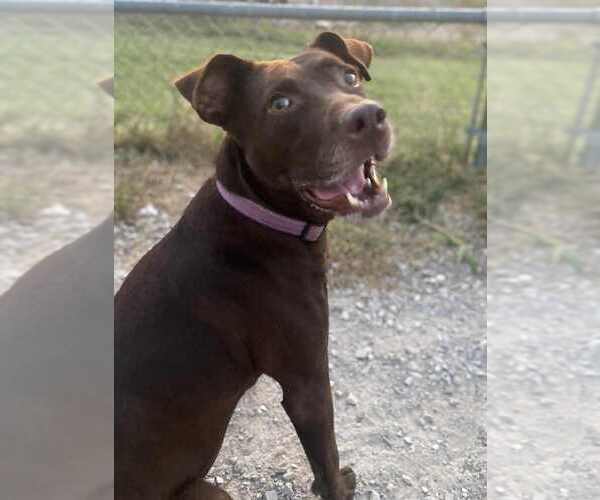 Medium Photo #1 Labrador Retriever-Unknown Mix Puppy For Sale in Evansville, IN, USA