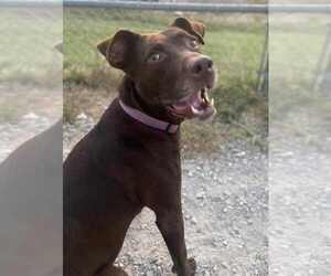 Labrador Retriever-Unknown Mix Dogs for adoption in Evansville, IN, USA