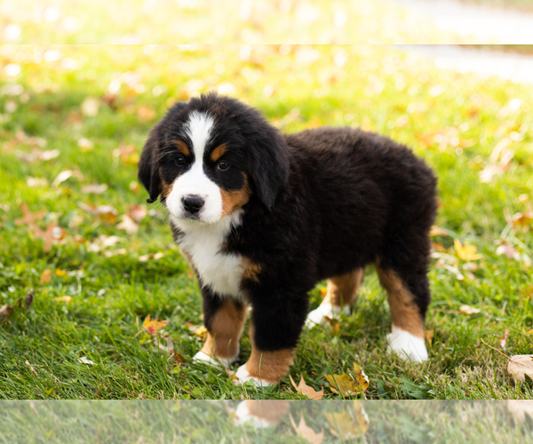Medium Photo #1 Bernese Mountain Dog Puppy For Sale in MILLERSBURG, IN, USA