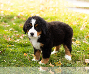 Bernese Mountain Dog Puppy for sale in MILLERSBURG, IN, USA