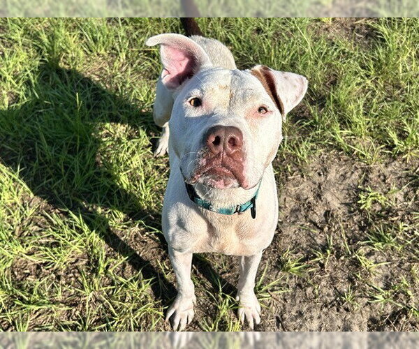 Medium Photo #2 American Pit Bull Terrier Puppy For Sale in Ocala, FL, USA