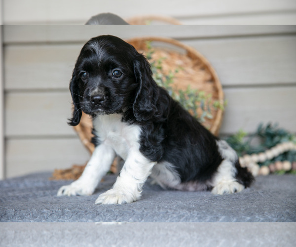 Medium Photo #4 Cocker Spaniel Puppy For Sale in SEAMAN, OH, USA