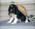 Small #3 Cocker Spaniel