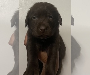 Labrador Retriever Puppy for sale in OSYKA, MS, USA