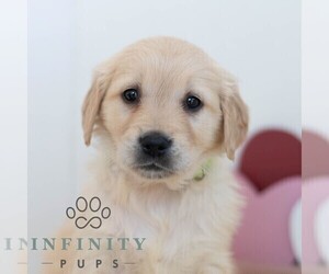 Golden Retriever Puppy for sale in NEWPORT, PA, USA