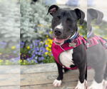 Small #6 American Staffordshire Terrier Mix
