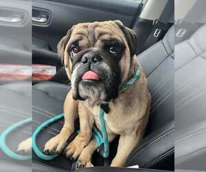 Bulldog-Unknown Mix Dogs for adoption in New Oxford , PA, USA