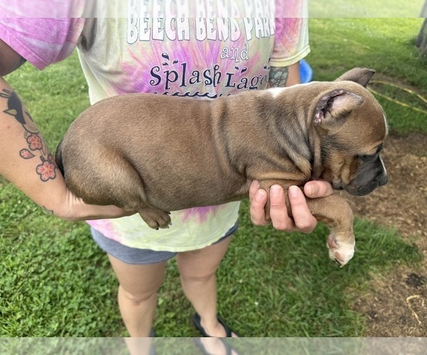 Medium Photo #13 American Bully Puppy For Sale in RUSSELLVILLE, KY, USA