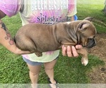 Small #12 American Bully