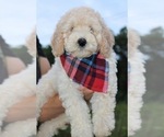 Small #48 Goldendoodle