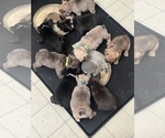 Small Photo #5 French Bulldog Puppy For Sale in MARYSVILLE, WA, USA