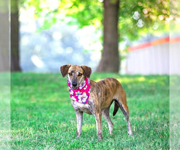 Medium Photo #8 Mountain Cur-Unknown Mix Puppy For Sale in Unionville, PA, USA
