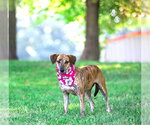 Small #7 Mountain Cur Mix