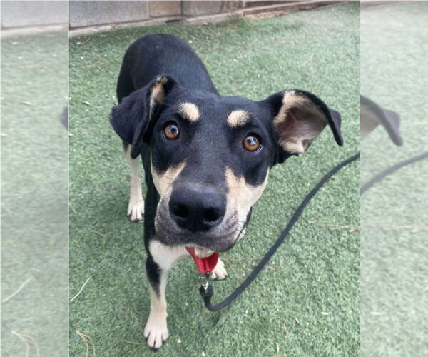 Medium Photo #1 Rottweiler-Unknown Mix Puppy For Sale in Lakewood, CO, USA