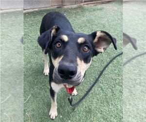 Rottweiler-Unknown Mix Dogs for adoption in Lakewood, CO, USA