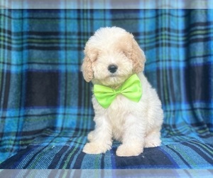 Cock-A-Poo Puppy for sale in LAKELAND, FL, USA