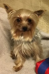 Father of the Yorkshire Terrier puppies born on 11/26/2016