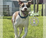 Small #10 Staffordshire Bull Terrier Mix