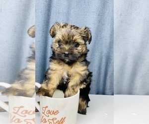 Yorkshire Terrier Puppy for sale in SAN BERNARDINO, CA, USA