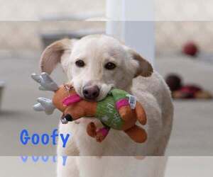 Mutt Dogs for adoption in Minneapolis, MN, USA